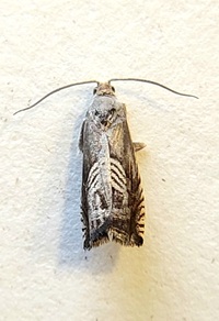 Grapholita unidentified species