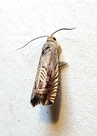 Grapholita unidentified species