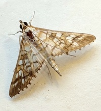 Epipagis fenestralis