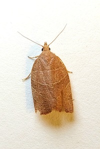 Pandemis limitata