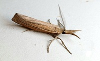 Thaumatopsis edonis