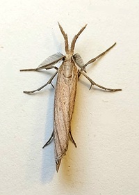 Thaumatopsis edonis