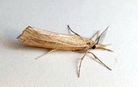 Thaumatopsis edonis