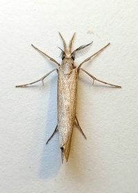 Thaumatopsis edonis