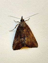Hypena scabra