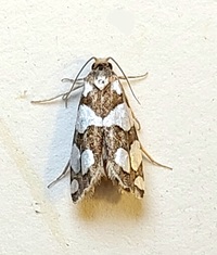 Pelochrista quinquemaculana