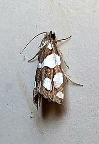 Pelochrista quinquemaculana