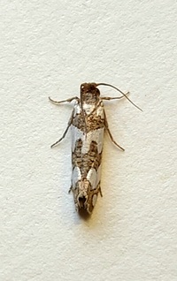 Pelochrista quinquemaculana