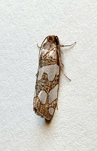 Pelochrista quinquemaculana