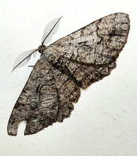 Cymatophora approximaria