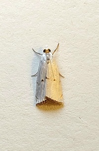 Argyria lacteella