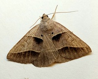 Ptichodis herbarum