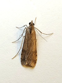 Nomophila nearctica