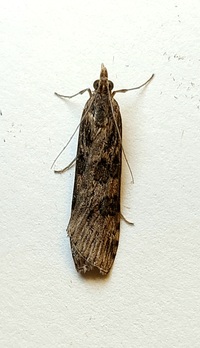Nomophila nearctica