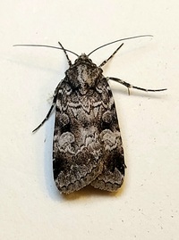 Feltia geniculata