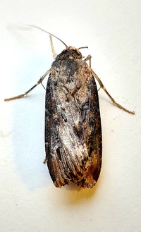 Agrotis ipsilon