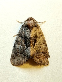 Chytonix palliatricula
