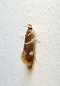 Promalactis suzukiella