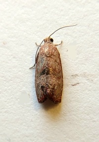 Cydia latiferreana