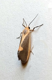 Cisthene plumbea