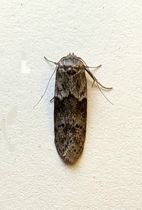 Blastobasis glandulella