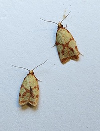 Sparganothis sulfureana