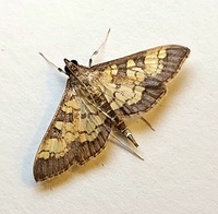 Diacme adipaloides