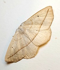 Eusarca confusaria