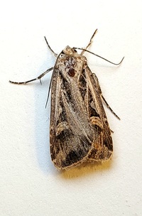 Feltia unidentified species