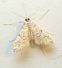 Elophila icciusalis