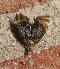 Prochoreutis inflatella