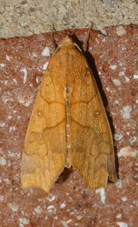 Anomis erosa
