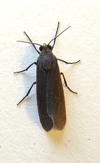 Virbia laeta
