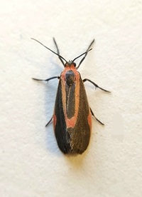 Cisthene subjecta
