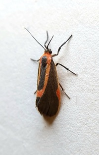 Cisthene subjecta