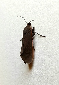 Virbia laeta