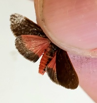 Virbia laeta