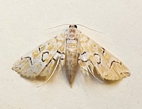 Elophila icciusalis