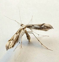 Hellinsia citrites