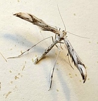 Hellinsia citrites