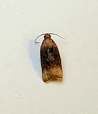 Platynota flavedana