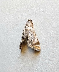 Eoparargyractis unidentified species