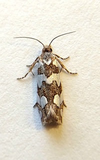 Pelochrista quinquemaculana