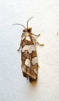 Pelochrista quinquemaculana