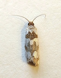 Pelochrista quinquemaculana
