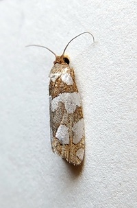 Pelochrista quinquemaculana