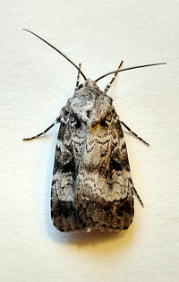 Feltia geniculata