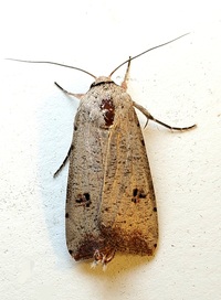 Anicla infecta