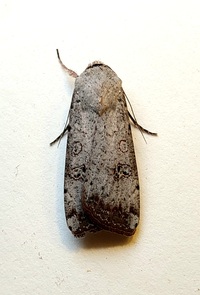 Anicla infecta