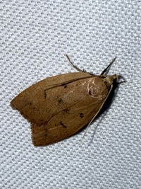 Machimia tentoriferella